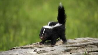 Baby Skunk Wallpaper Animals