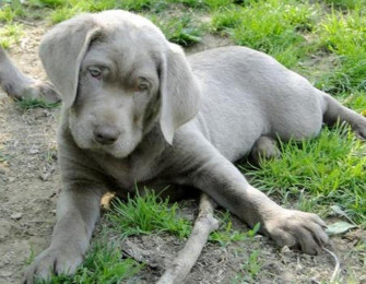 Labrador Retriever Info Temperament Life Span Puppies Pictures