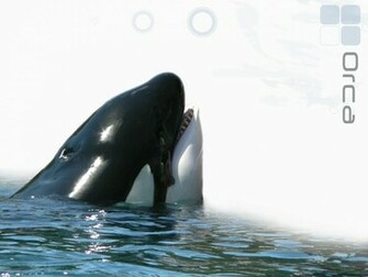 Orca Wallpaper My Home