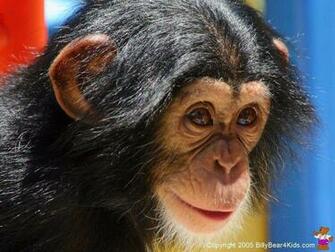 Chimpanzee Wallpaper