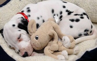 Dalmatian Wallpaper