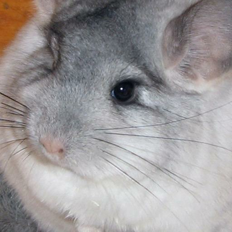 Amazon Chinchilla Wallpaper HD Of