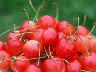 Most Breathtaking Fresh Fruit Wallpaper Stylonica