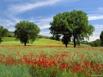 Nature Wallpaper Wonderful Green