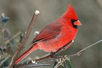Cardinal Bird Wallpaper