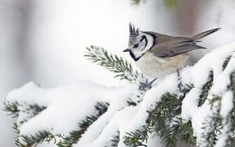Bird In Winter Wallpaper