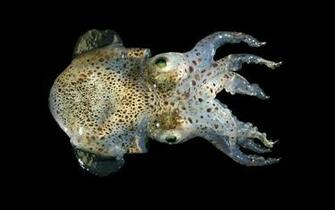 Bobtail Squid Wallpaper Background