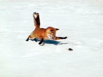 Funny Fox Wallpaper For Widescreen Animal