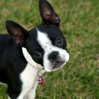 Boston Terrier iPad Wallpaper HD Cute