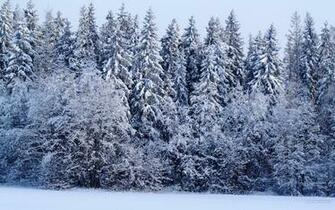 Wallpaper Winter Forest Background