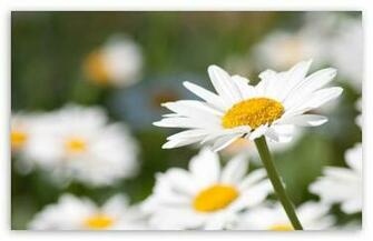 Daisy Wallpaper