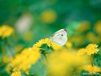 Wallpaper Flower Spring