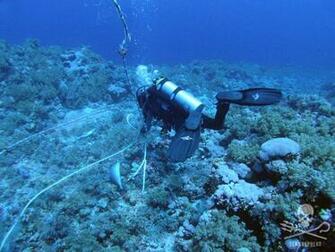 Sea Shepherd Uk Amazing Operation In The Red