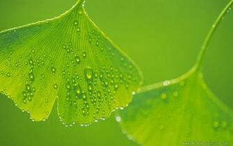 Wallpaper High Resolution Spring Green Leaves