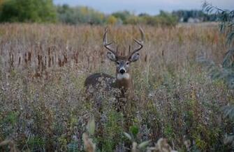 Related Pictures On White Tailed Deer Buck Nature Wallpaper Image