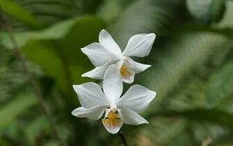 Orchid Wallpaper Beautiful Orchids In Widescreen