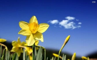 Daffodil Wallpaper