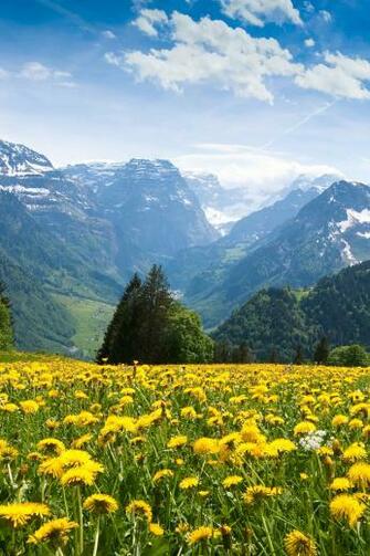 Mountain Spring iPhone Wallpaper HD
