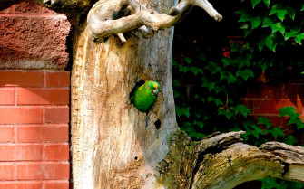 Vibrant Parrot HD Wallpaper