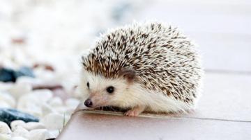 Adorable Hedgehog Wallpaper iPhone Android Desktop Background
