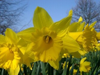 Beautiful Desktop HD Wallpaper Daffodil