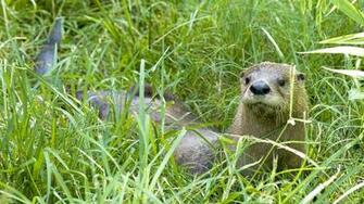 Lying In Tall Grass Wallpaper
