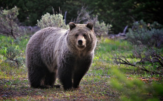 Brown Bear Wallpaper And Image