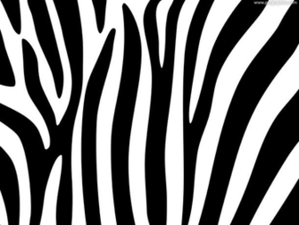 Zebra Stripe Background In High Resolution White And Black