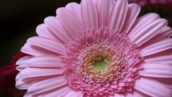 Wallpaper Pink Gerbera Flower HD Desktop