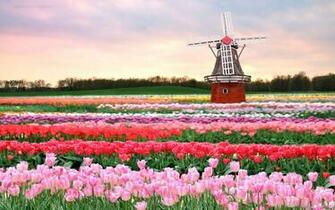 Tulip Wallpaper HD