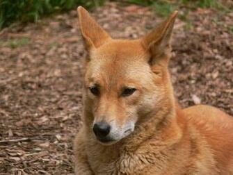 Dingo Wallpaper Pics Fun Animals Wiki Videos