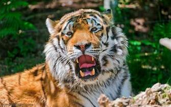 Wallpaper Tiger Yawns Recreation Shadow Desktop