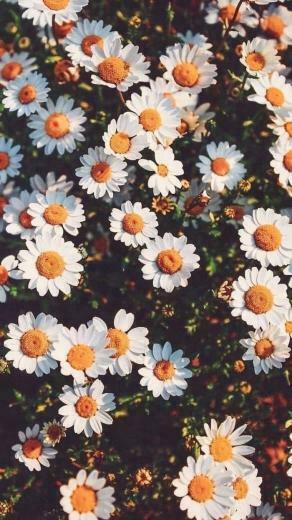 Lots Of Daisies Pink iPhone Wallpaper In Cute Background