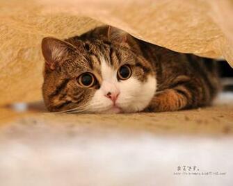 Maru Wallpaper