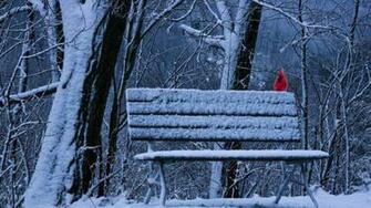Winter Cardinal Wallpaper