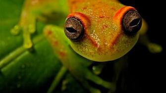 Frog Eyes HD Desktop Background Photos Wallpaper