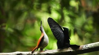 Birds Of Paradise HD Wallpaper Dream