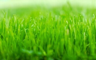Linux Mint Wallpaper Desktop Isadora