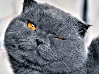 Funny Animal Desktop Wallpaper Cats Animals