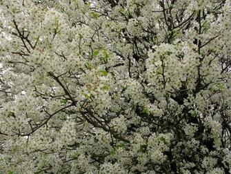 White Flowers Everywhere Blooming Tree Trees Nature