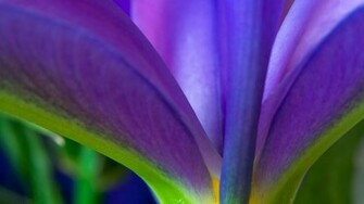 Iris Close Up Wallpaper