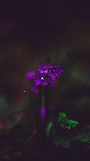 Purple Flower Desktop Wallpaper