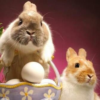 Easter Bunny Wallpaper For