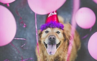 Dog Happy BirtHDay Wallpaper High Definition Quality