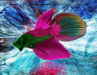 Betta Fish Jpg