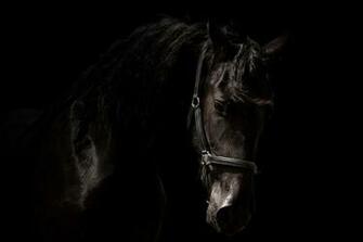 Arabo Friesian Horses Black