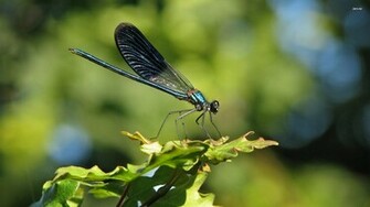 Dragonfly Wallpaper