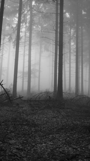 Fog Forest High Res Photography Q4u