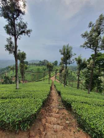 Tea Garden Wallpaper
