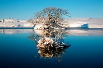 Desktop HD Wallpaper Beautiful Tree